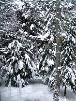 November 28 2008 snow again in Ontario Canada