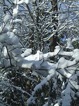 Snow laden trees just before the thaw and fall.