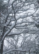 white snow on black tree branches