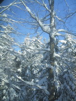 Brilliant Blue Sky and Icy White Snow