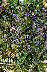 Fir bough in basket.