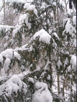 Snow Squall December 19, 2008