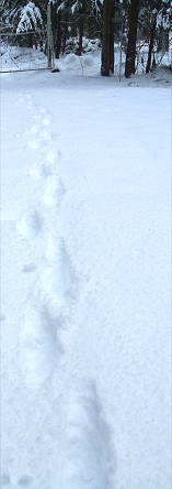 New  tracks in the snow.