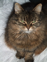 Mist gives me that look!