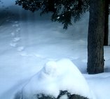 Fox tracks in the snow.