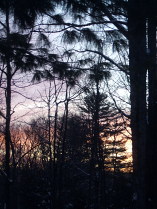 Sunrise through the pines at -33 C
