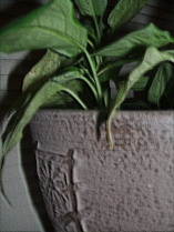 Houseplant