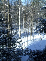 View  from the kitchen window, central Ontario, Canada.