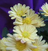 Yellow Chrysanthemums