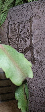 christmas cactus foilage