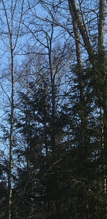 sunshine in the bush