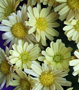 Yellow Chrhysanthemum