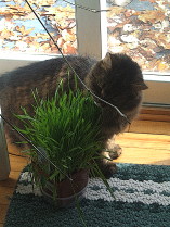 Mist helping herself to cat grass, a kitty salad bar.