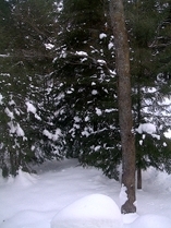 Evergreens in the Snow