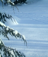Wild Turkey Tracks in the Snow