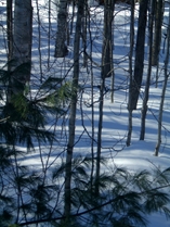 Afternoon sun on the snow on a February day.