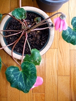 Pink cyclamen in bloom.