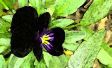 Pansy