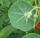 Nasturtium 2