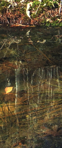 009_leaf_on_spring_puddle.jpg