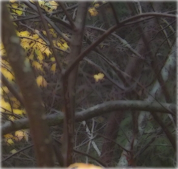 2013 autumn branches