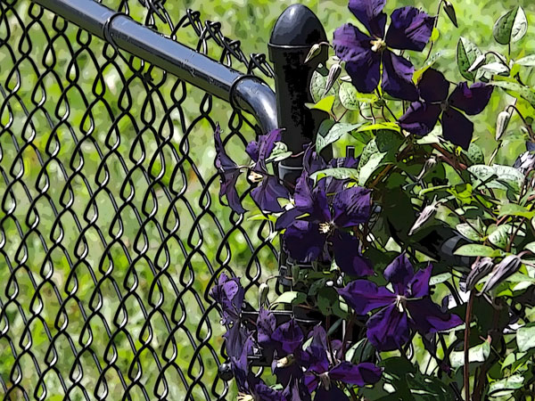 2015 clematis