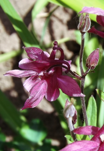 2015Columbine7June