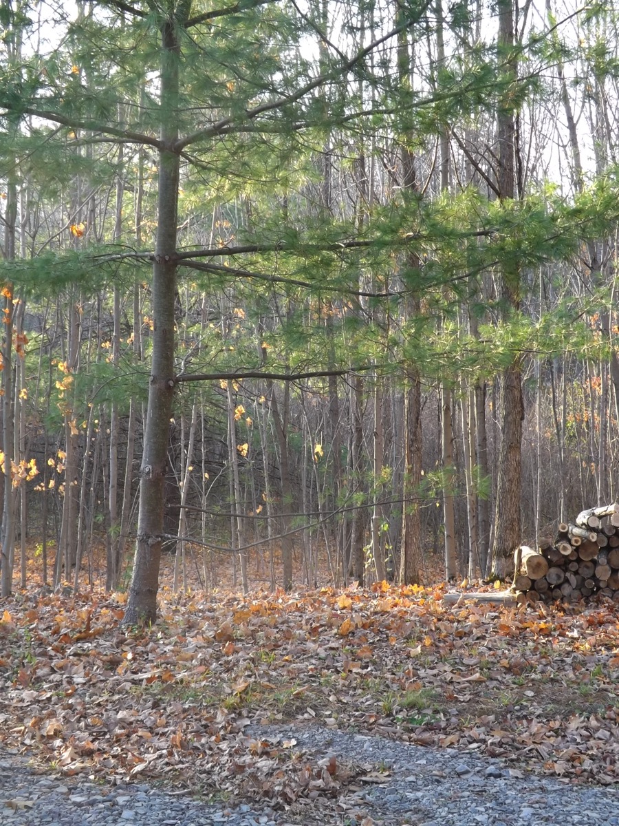 Autumn 2016 Frontenac Arch DSCF0237