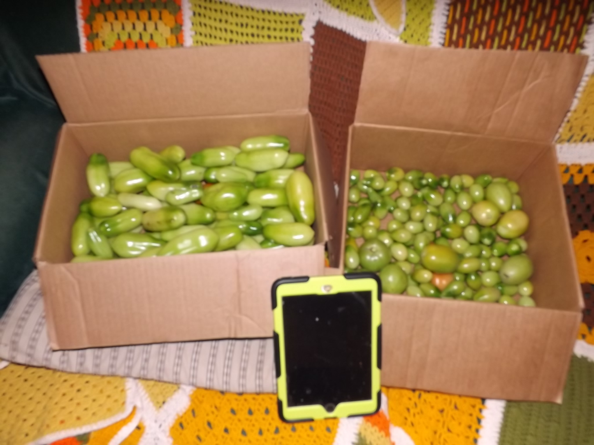 two boxes of green tomatoes