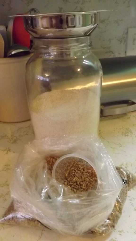 hard wheat berries in plastic bag with gallon jar half full of milled flour from the berries.