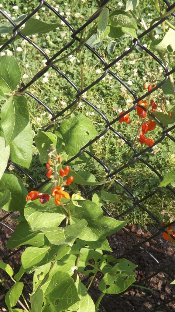 Scarlet Runner beans climbing the fence, blooming.