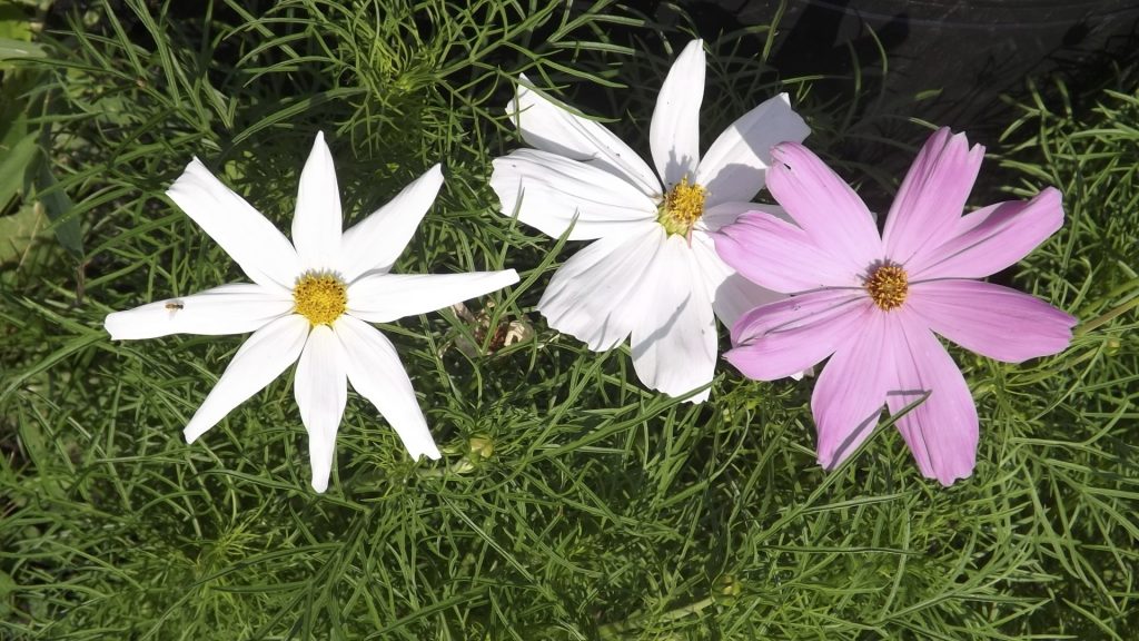 Two white blooms and one mauve bloom, Cosmos.