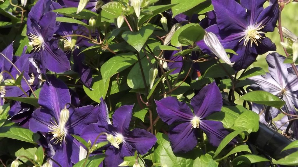 Large purple Clematic blooms in the sunshine.