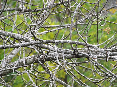 DSCF3634 branches ash