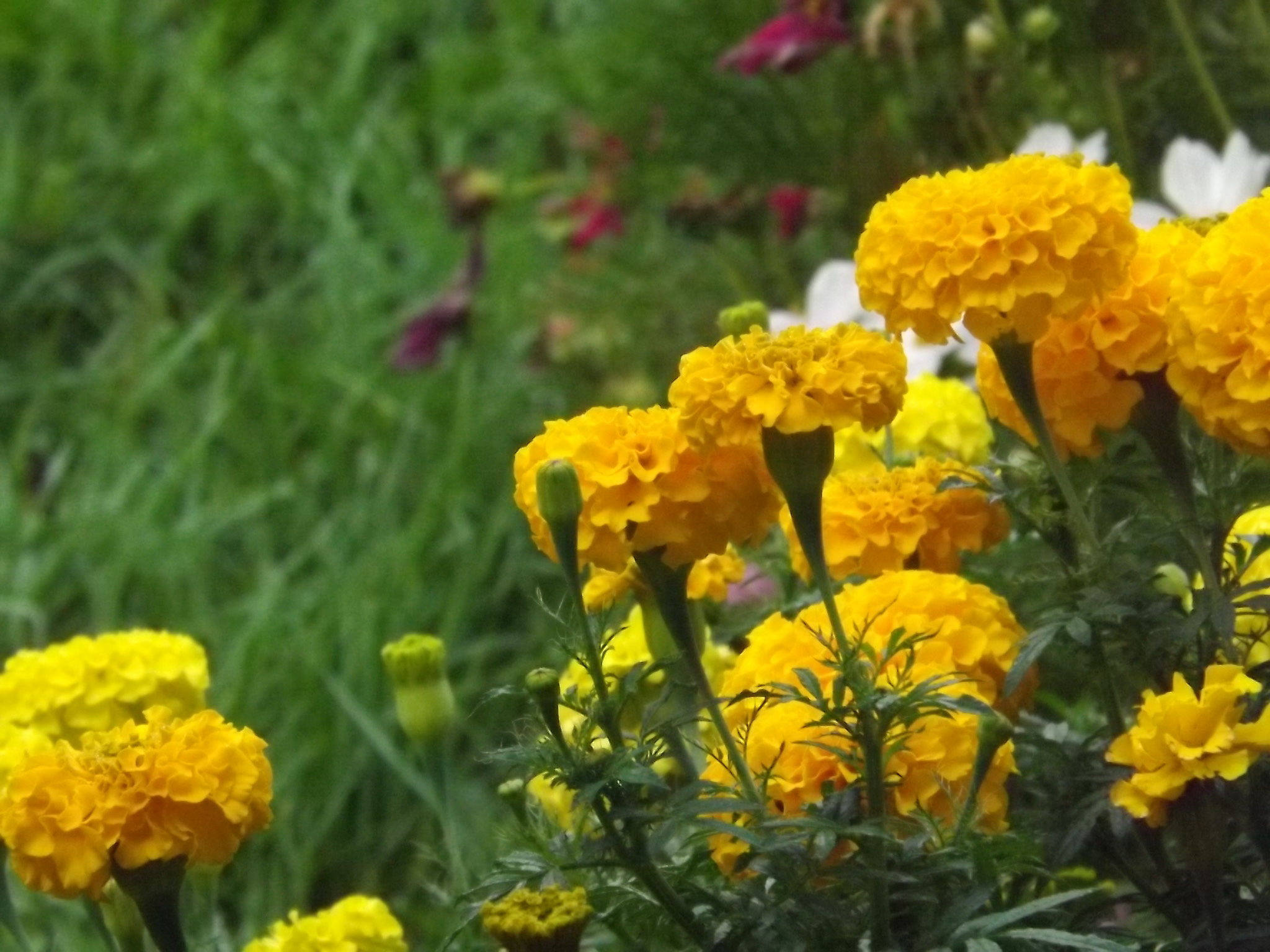 Giant Marigolds, yellow, and Cosmos, White