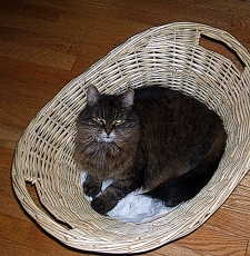 Mist In Her Basket