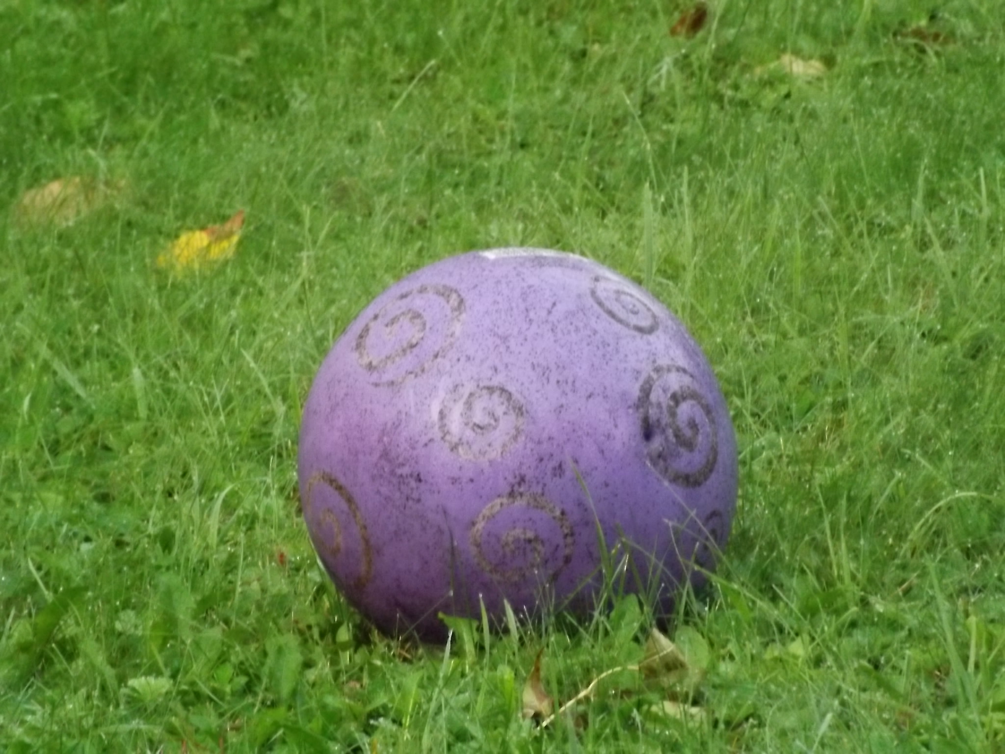 purple ball in the back yard called wallyball
