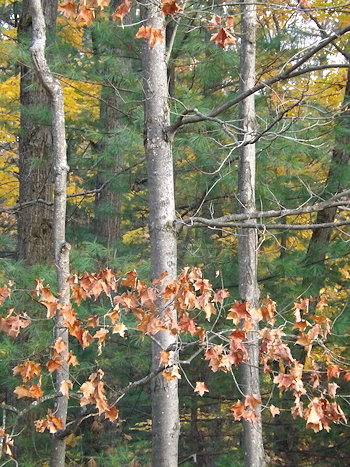 Autumn maples DSCF3728