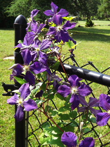 Clematis2014