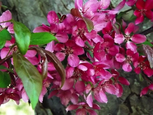 Crabapple blossoms spring 2018