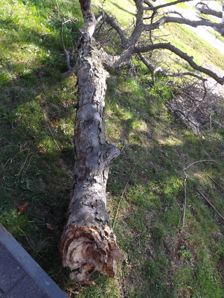 Crabapple branch down