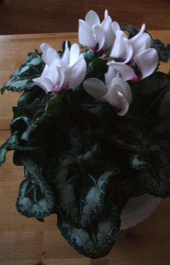 Cyclamen 2013