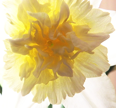 Daffodil