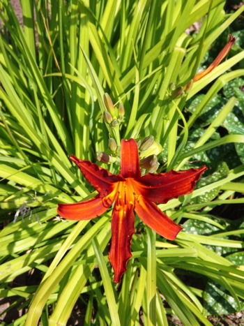 Daylilly2014