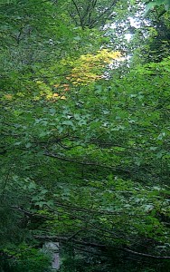 First Autumn Colours 2010