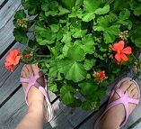 Two Feet and a Geranium