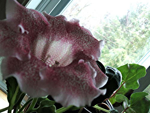 Gloxinia 2013