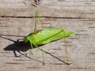 Grasshopper DSCF1104