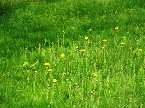 Hawkweed June 2018 DSCF2157