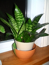 Healthy Houseplant in the North West Window
